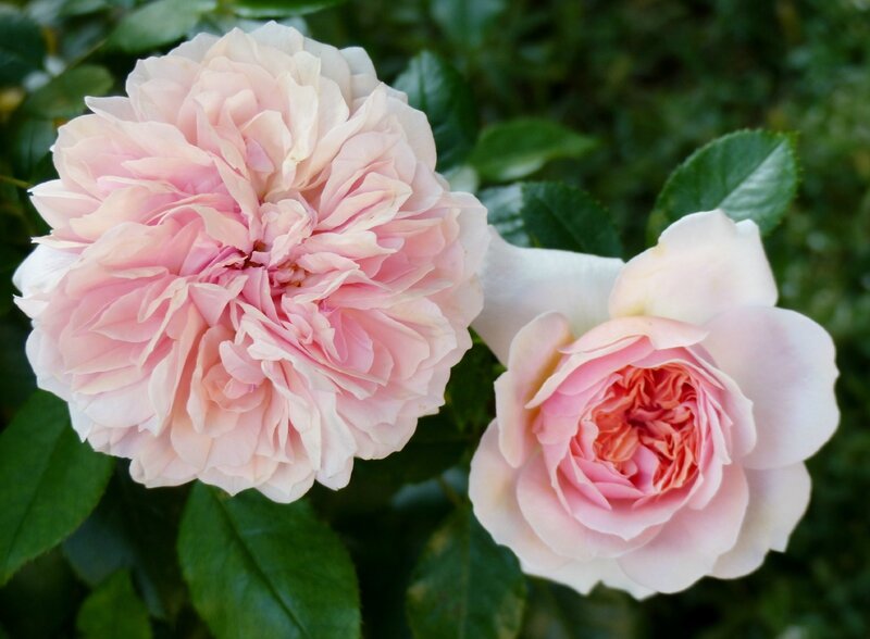 garden of roses