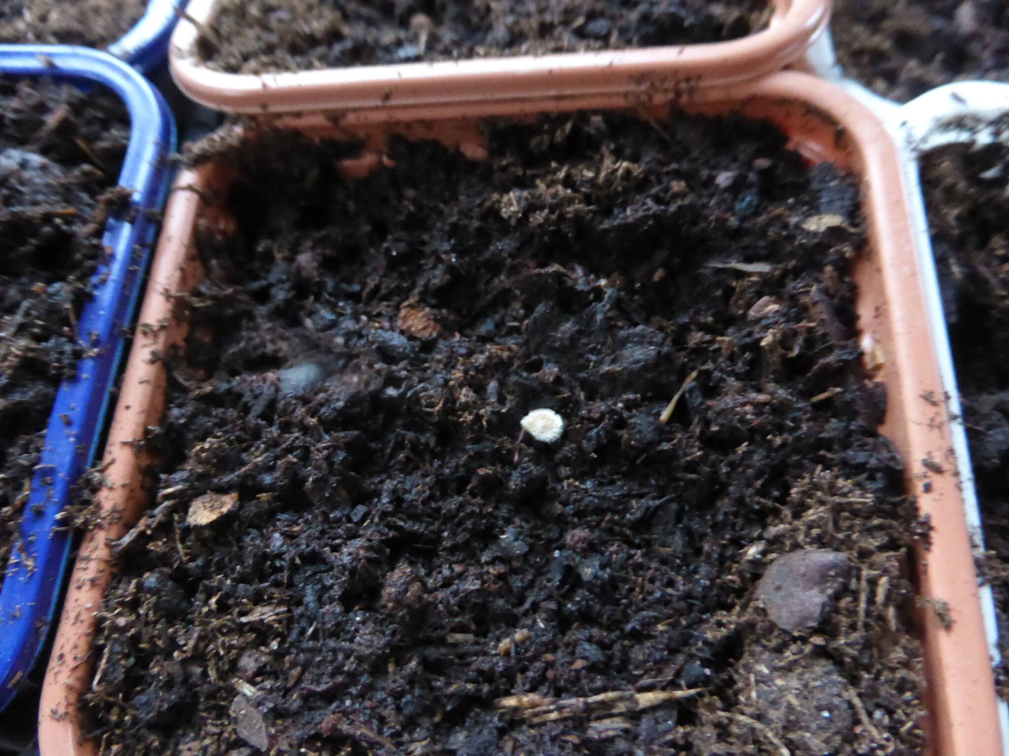 16 fevrier serre attention.....danger passion potager