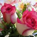 Fleurs et beauté de la nature