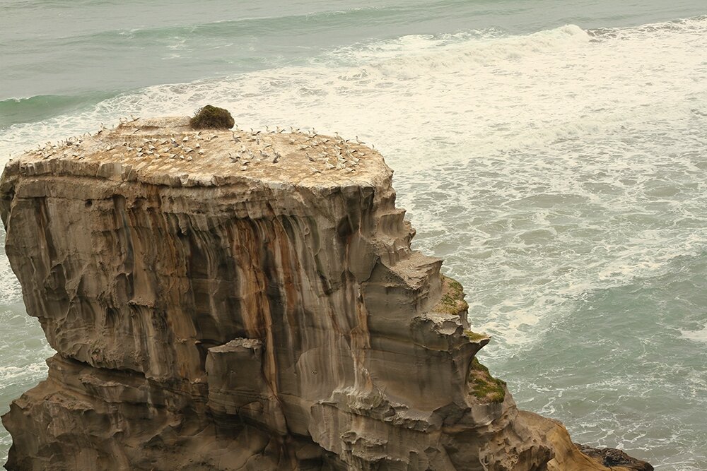 Piton rocheux et colonie Photo de Muriway Beach Chez les Kiwis