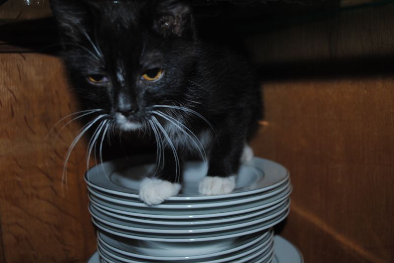 Alfred