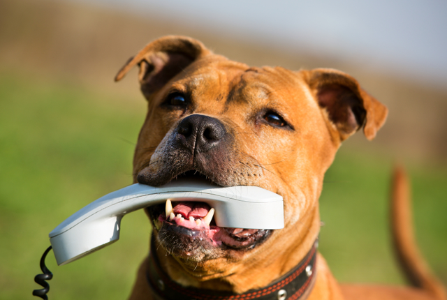 communication-animale-et-soins-energetiques-2
