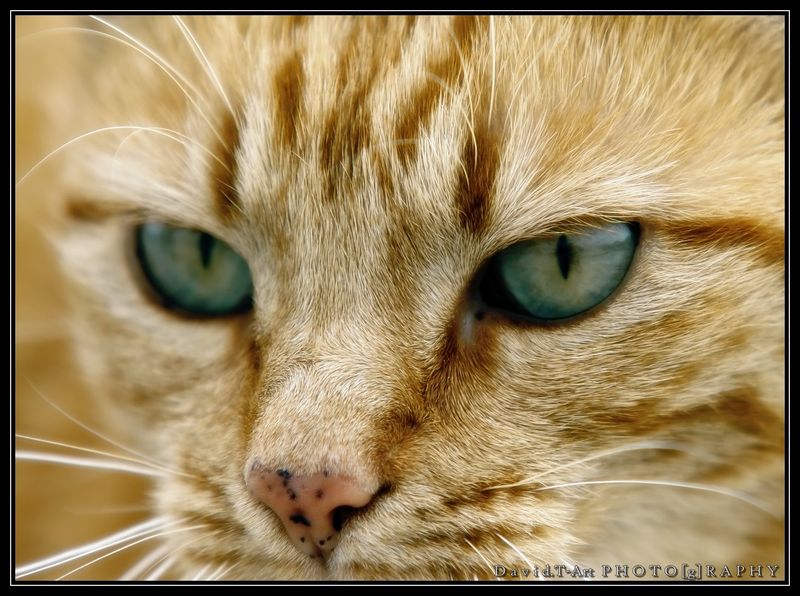 Chat rencontre pays basque