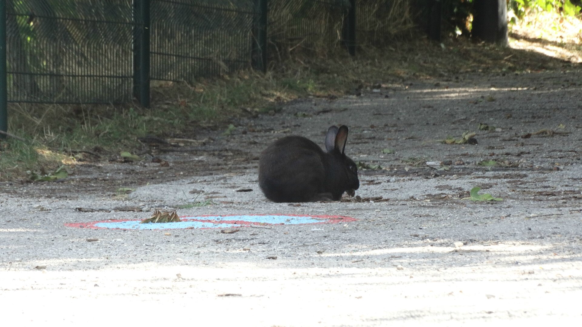 un petit lapin sur le chemin rencontre un autre petit lapin