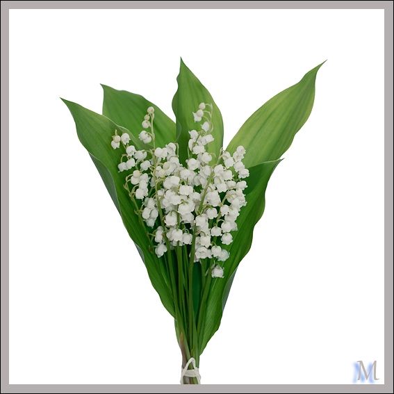 muguet