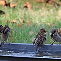 IMG_4886 - Copie