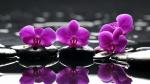 707163__flower-buddha-orchids-purple-wallpapers-wallpaper_p