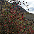 Vignes Chignin 2020 12 17 (21)