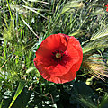 Coquelicot