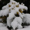 La neige a du bon pour les plantes !