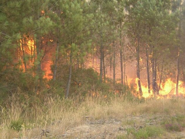 Sud Gironde Pourquoi la forêt ne brûle plus