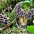Bouquet de morilles communes