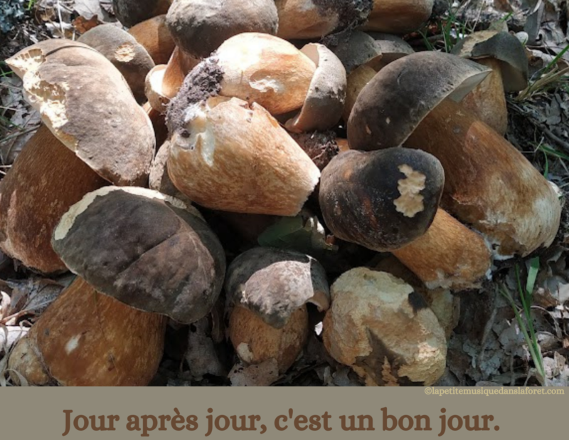 05 KOAN ZEN Jour après jour c'est un bon jour