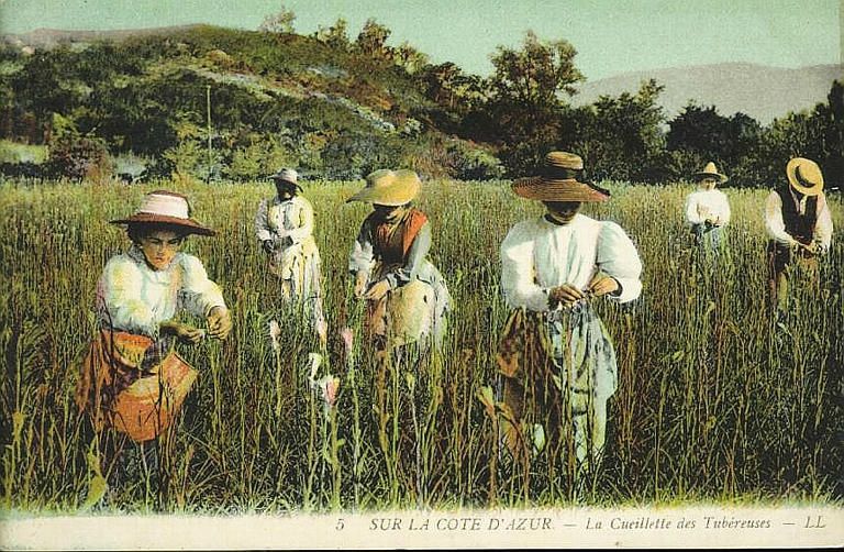 Cueillette des tubéreuses