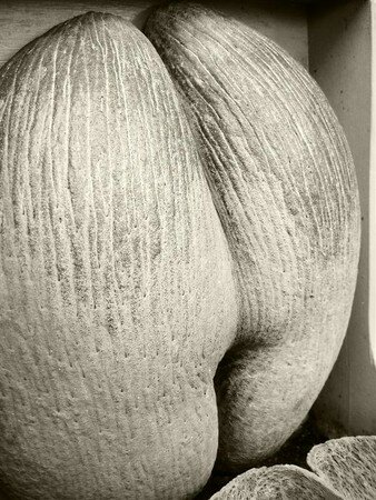 Fruit_d_fendu__Large_