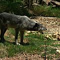Loup Noir du Canada - Canis Lupus Occidentalis (6)
