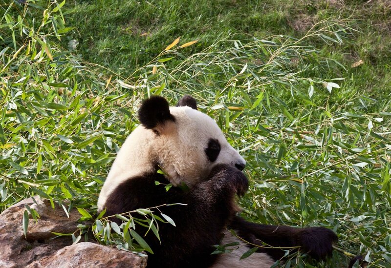 120-Panda Geant