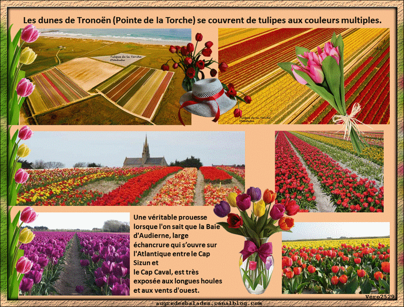 Champ de tulipes - La Torche - Bretagne - Finistère Sud - Mosaïques de  lectures et d'images