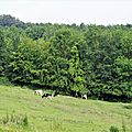 _IGP5172