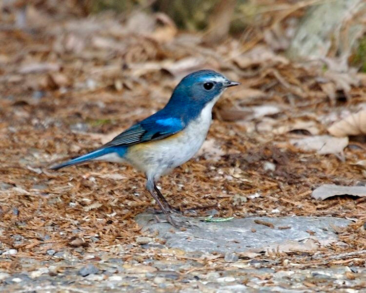 750px-Red-flanked_Bluetail_male_Kyoto_-_Lip_Kee_2