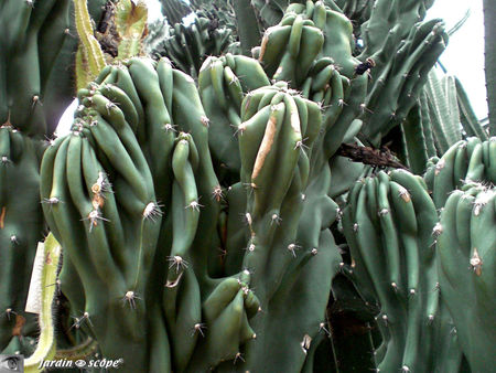 CIMG1464_Cereus