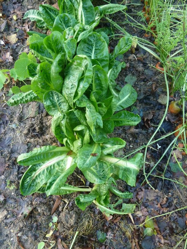 6-chicorées-endives (3)
