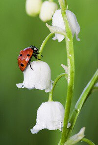 Muguet-jardin-conseils