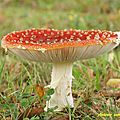 Amanita