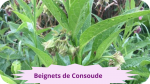29 CONSOUDE(5)Beignets de Consoude-modified