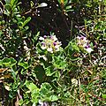 La germandrée des Pyrénées, teucrium pyrenaicum.