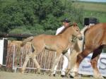 Kim de Colincthun, pouliche de Valdec du Marais et Cheyenne de Colinctun, née le 12 Juillet - 6 Septembre 2020 - National Boulonnais - Samer (62)
