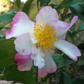 Camellia Sasanqua 'Versicolor'