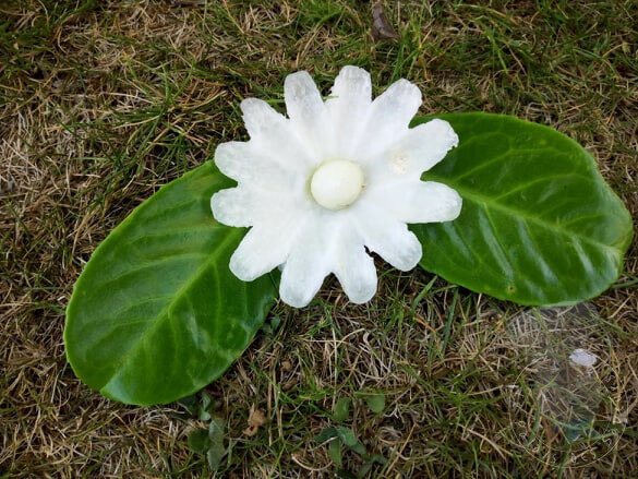 Fleur de navet (champ incurvé, gouge en U)