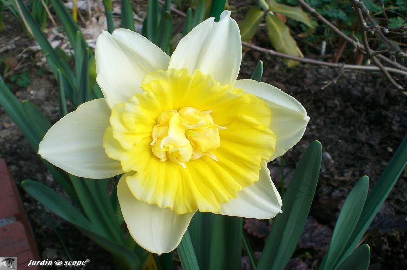 Narcisse-Ice-King-2