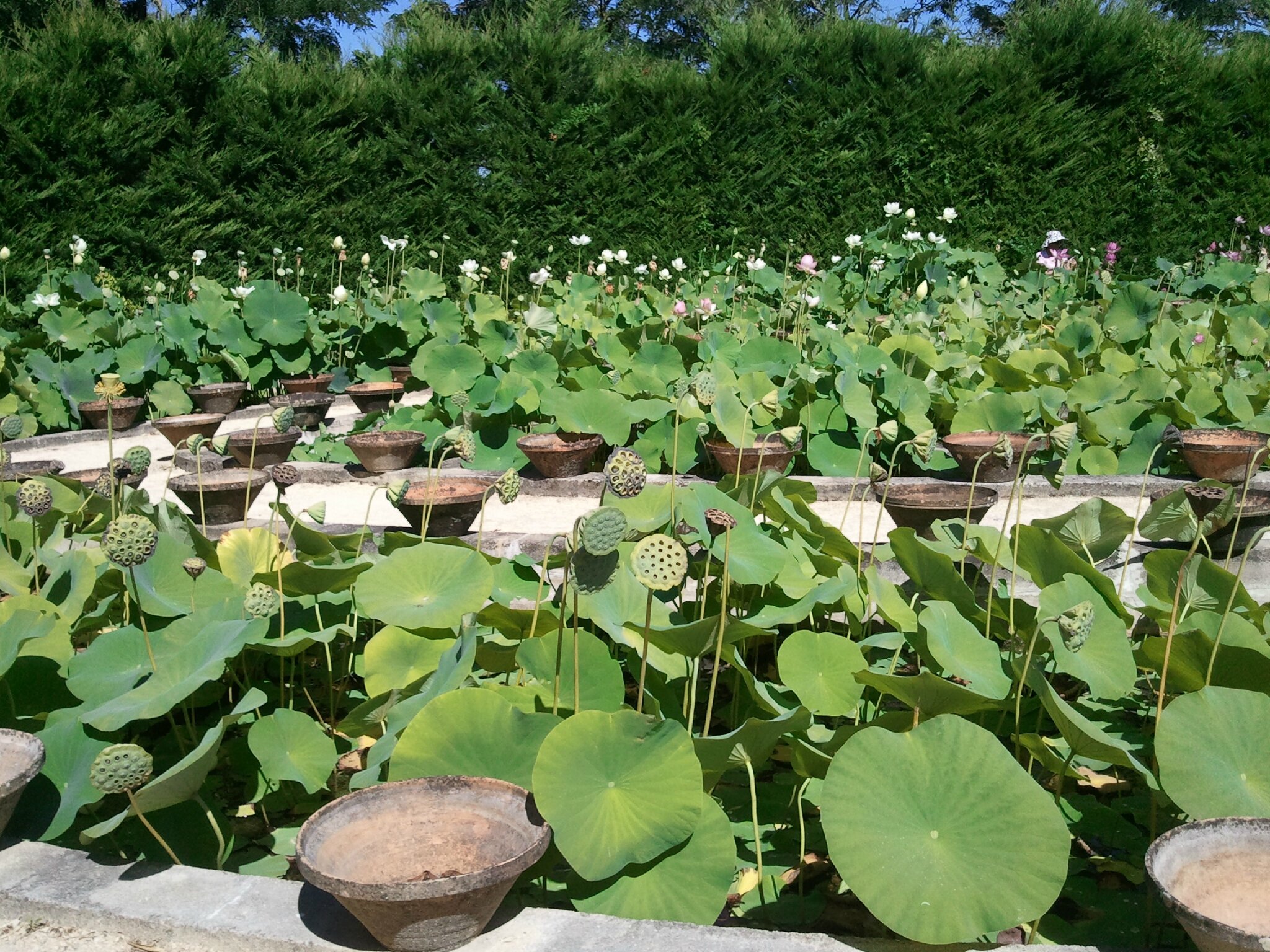 Le Jardin des Nénuphars LatourMarliac LE TEMPLESURLOT (Lot et Garonne) Rizière des parfums Le Jardin des Nénuphars LatourMarliac LE TEMPLESURLOT (Lot et Garonne) Rizière des parfums