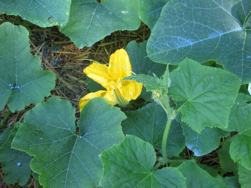 QUE FAIRE DES GROS CORNICHONS ? TOUCHE A TOUT