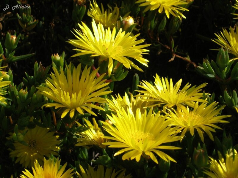 Delosperma Le Journal De Matinal