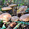 Cercle de cèpes d'été dans le blechnum en épi...