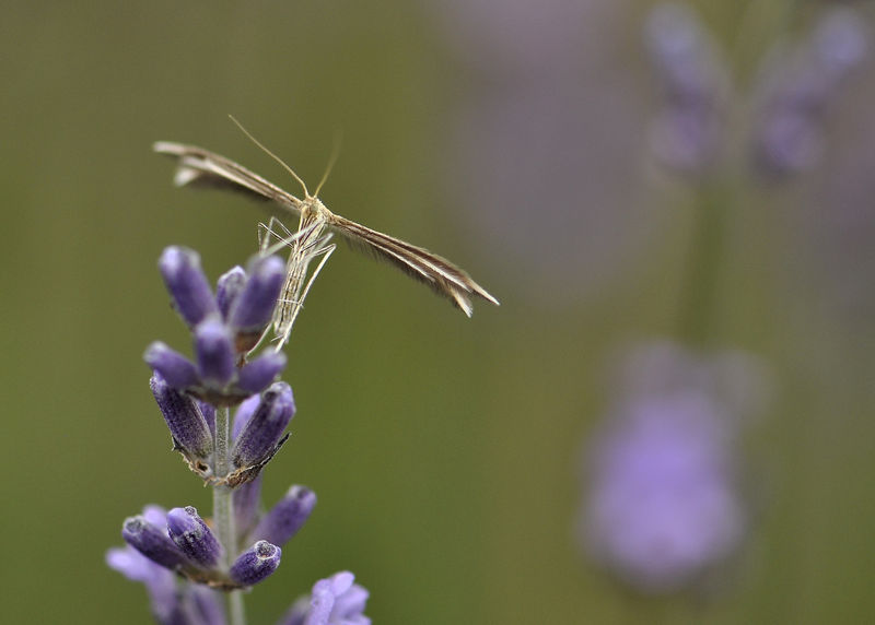 _DSC0374_Papillon