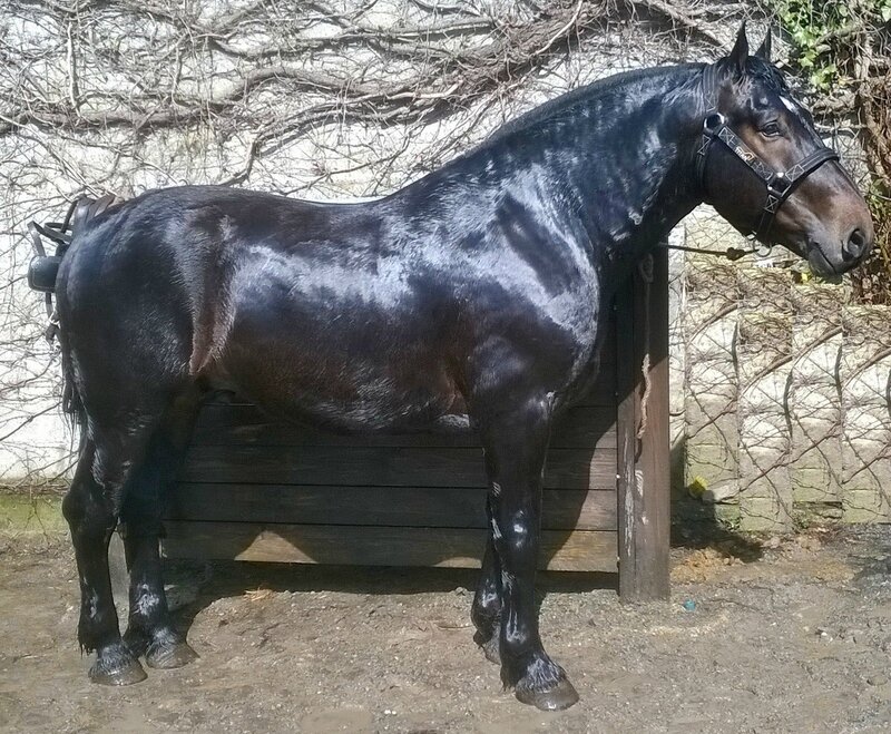 Elevage du four. Elevage Cob Normand Elevage du four. Elevage Cob Normand