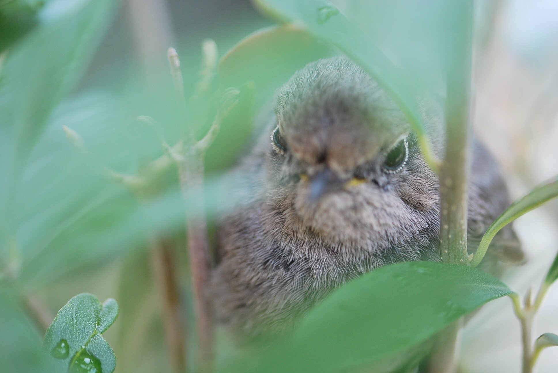 Quand nourrir les oiseaux du ciel ? - Blog