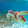Sauvez les tortues marines