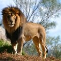 Le lion qui se croyait mouton