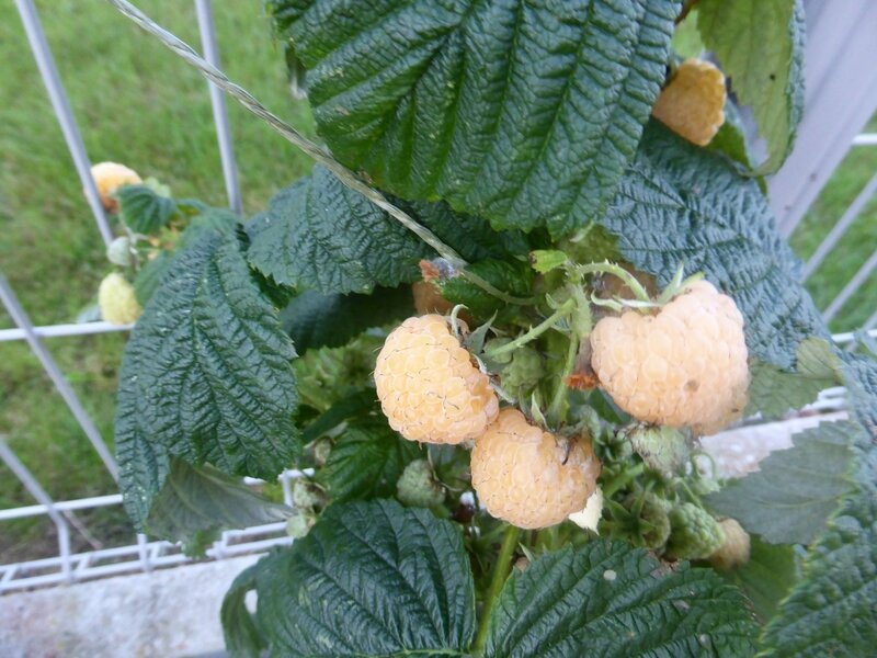 18-framboises (1)
