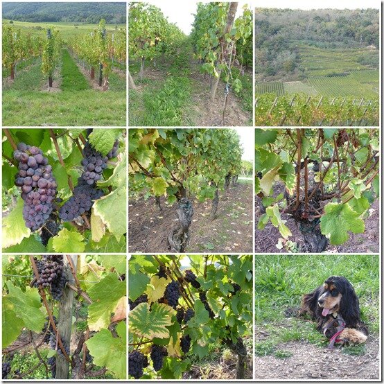 Alsace 2015 15