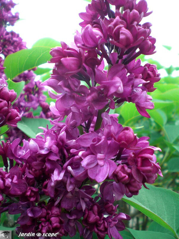 Ces Lilas Qui Embaument Nos Jardins Le Jardinoscope