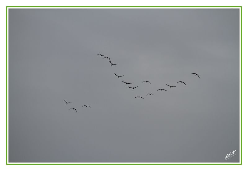 Grues_2010_11_11_1416_GF