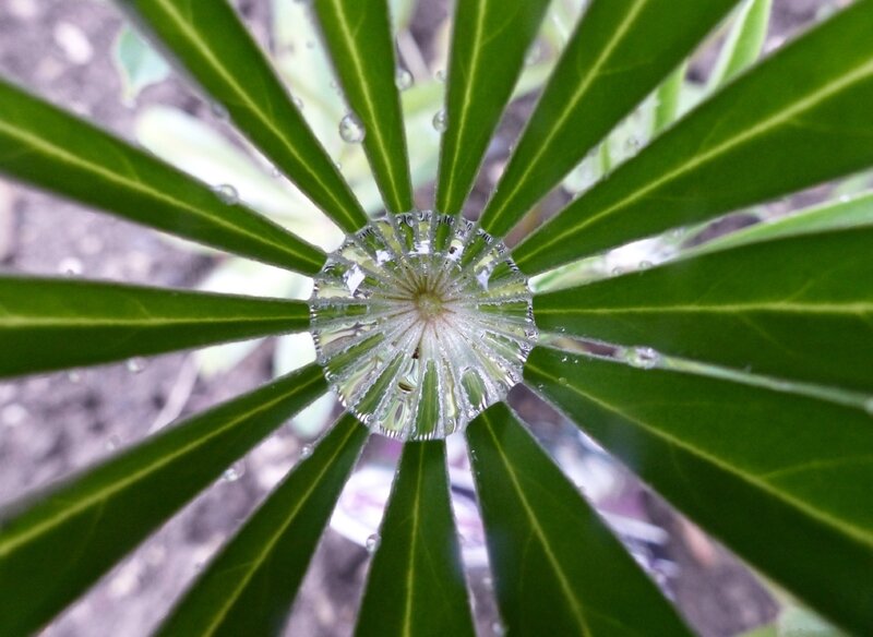Lupin et son diamant de pluie