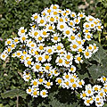 🌼-chrysanthemum cinerarifolium