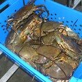 Crabes pas vraiment en liberté!